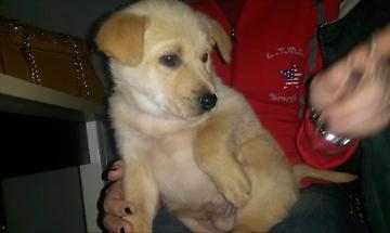 Al Marina Velka Golf Club una gara per donare calore ai cani del canile di TarquiniaL&rsquo;iniziativa promossa da Green Impact mira a raccogliere fondi per l&rsquo;acquisto di cucce termoresistenti e cibo. La sf