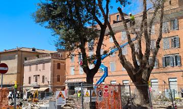 Dal taglio degli ultimi alberi al caso Giannini: cos&igrave; il mercato &egrave; diventato una bomba politica