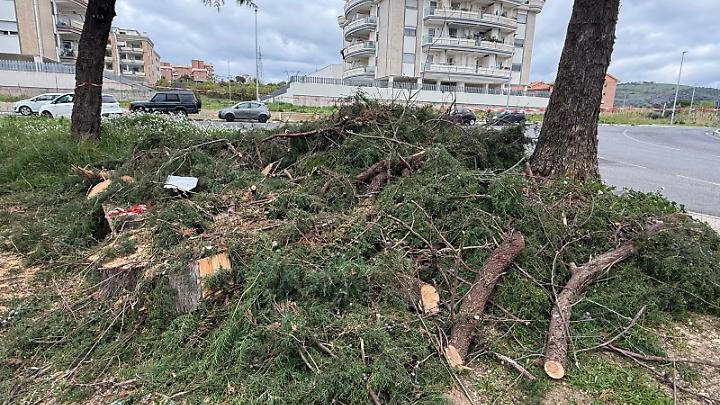 Alberi a San Liborio, scoppia il caso: botta e risposta tra l'assessore Giannini e i consiglieri metropolitani