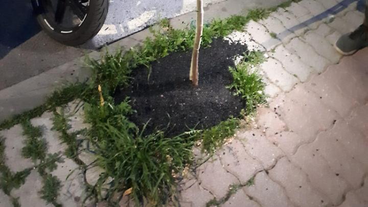 Asfalto nell'aiuola, scattano le verifiche