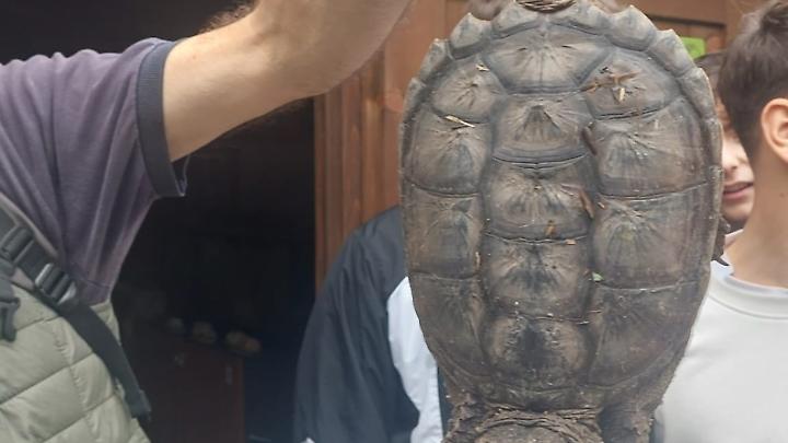 La tartaruga azzannatrice catturata a Torre Flavia 