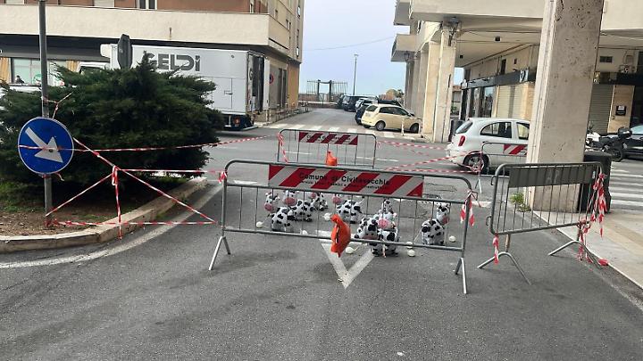 Corso Marconi, la foto che imbarazza: mucche tra le transenne e polemica in citt&agrave;