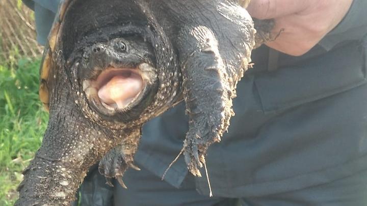 Tartaruga azzannatrice