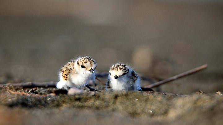 Fratini a Torre Flavia
