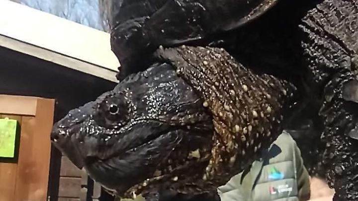 Tartaruga azzannatrice