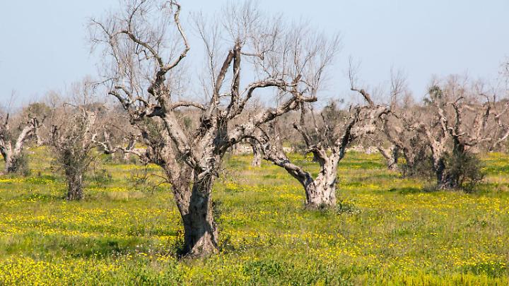 &laquo;Xylella, stop allarmismi e impegno per tutelare le produzioni&raquo;