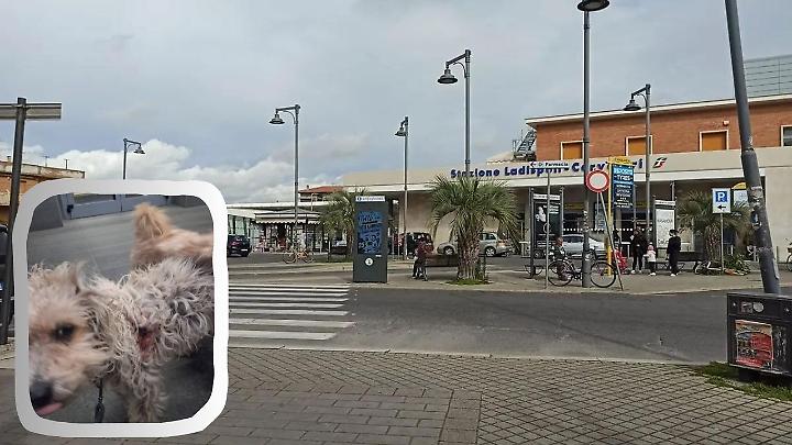 Aggressione vicino alla stazione: cagnolina azzannata
