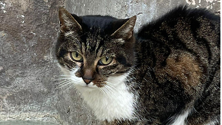 Addio a Signorina, la gattina di tutti: &laquo;Uccisa brutalmente nel centro storico&raquo;