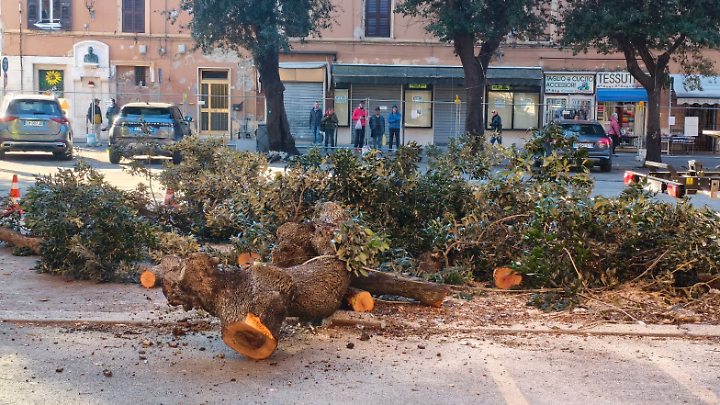 Alberi del mercato, il Pincio tira dritto: motoseghe in azione all&rsquo;alba
