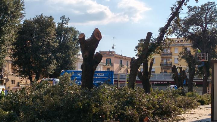 Alberi gi&ugrave; in piazza, il cantiere accelera: obiettivo chiudere in giornata