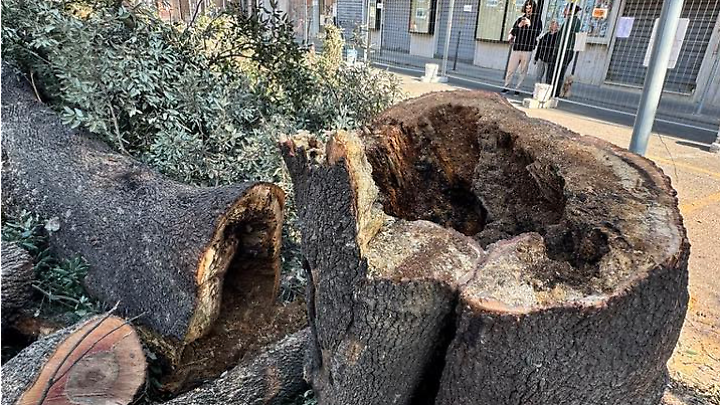 Piazza Regina Margherita, restano solo quattro alberi