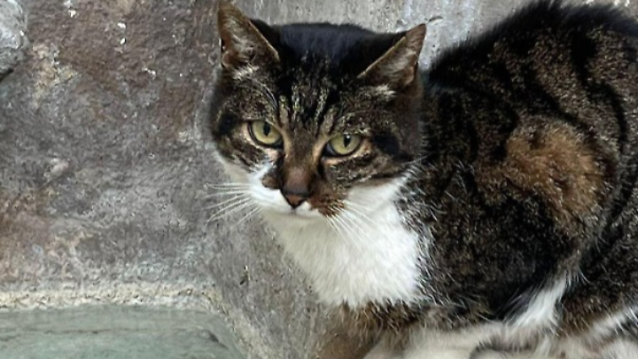 Uccisione di Signorina, la Asl: &laquo;Profondamente scioccati&raquo;