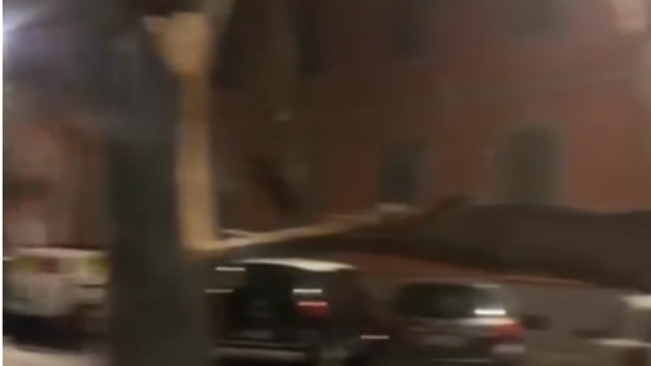 Giornata infinita per i vigili del fuoco di Civitavecchia: il vento spezza un albero in via Leonardo - VIDEO