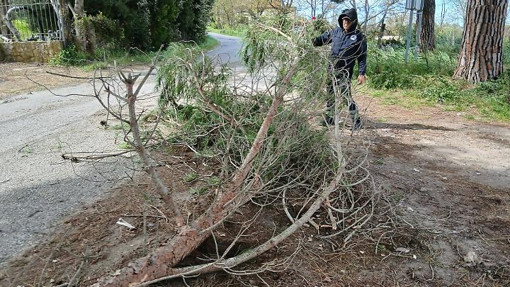 Litorale sferzato dal vento: rami caduti e strade interrotte, volontari Aeopc e Polizia locale in azione