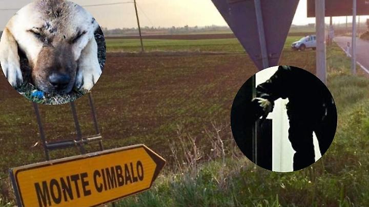 Ladri nelle campagne: avvelenano i cani per ripulire le case