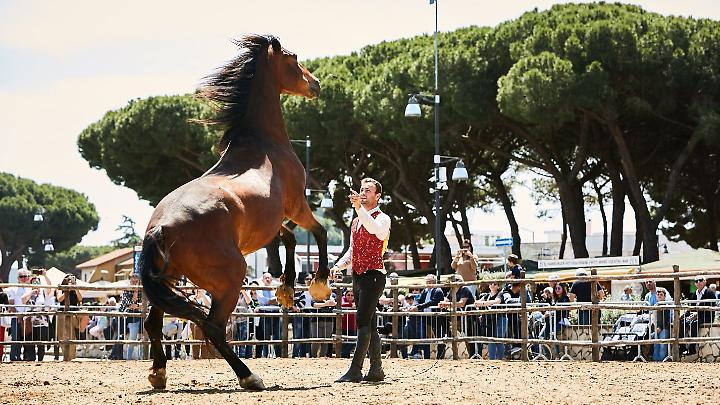 La fiera Maremma d'aMare vola in finale al Premio Senofonte 2026