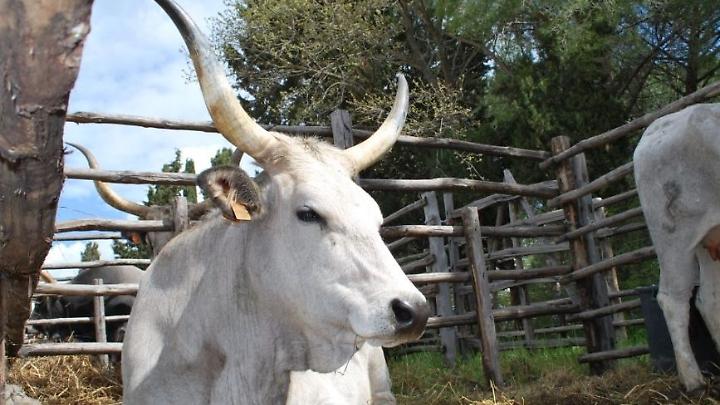 Tradizione e Natura a Tarquinia: torna la Festa della Merca alla Roccaccia