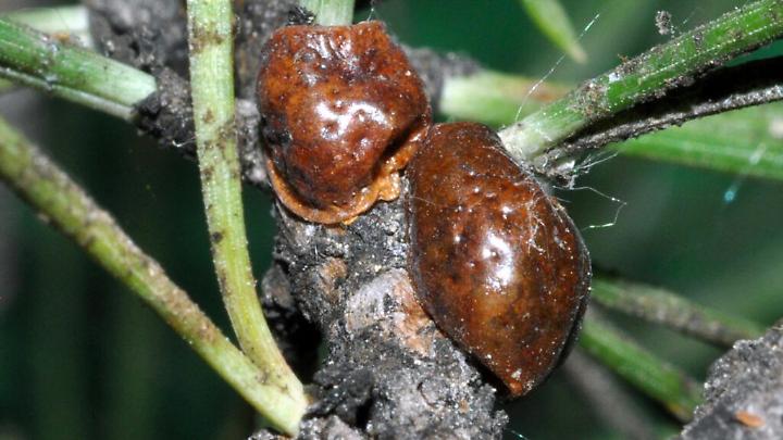 Pini, allarme &ldquo;Cocciniglia Tartaruga&rdquo;: il patrimonio arboreo rischia il collasso