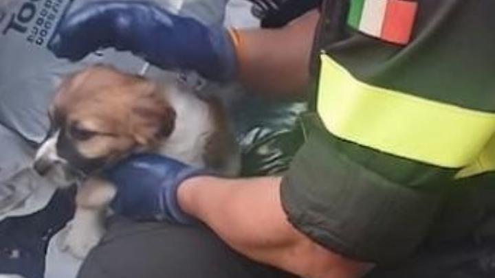 Vigili del fuoco salvano un cucciolo gettato in un raccoglitore di indumenti
