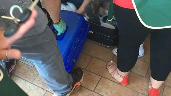 Ladispoli: chiusi dentro una valigia e abbandonati in strada, salvati due mici