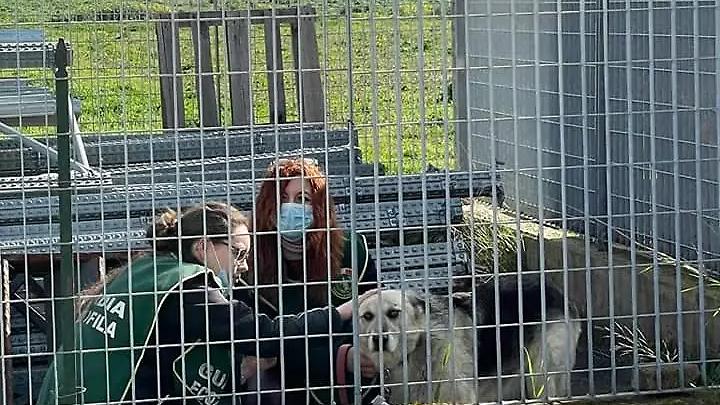 Ladispoli: Ruzky, il cane che nessuno vuole e in cerca solo di un po&rsquo; d&rsquo;amore