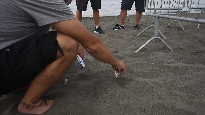 Caretta caretta, primo nido della stagione a Ostia