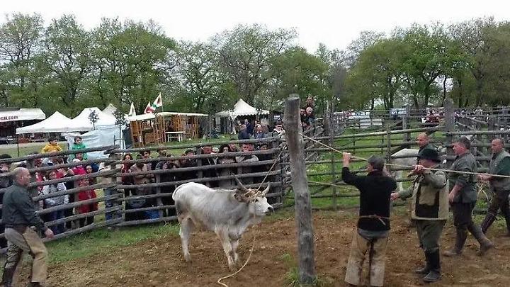 La radio tra passato e futuro: anche i radioamatori alla Festa della Merca 2026