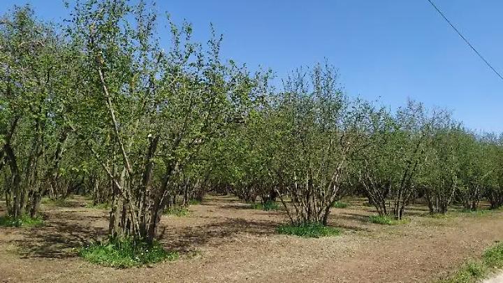 &laquo;Pronti a finanziare il raddoppio dei lanci di vespa samurai&raquo;