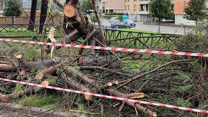Crolla pino, paura in via Enrico Minio