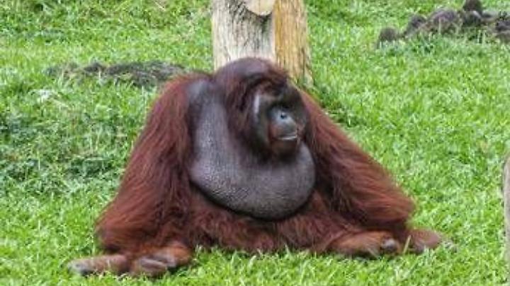 Scimpanz&eacute; e alcol, confermata l'ipotesi della 'scimmia ubriaca': tracce di etanolo nelle urine