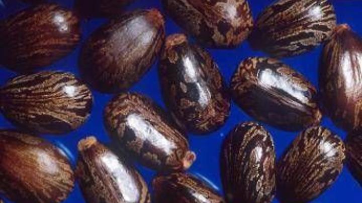 Madre e figlia morte a Campobasso, avvelenate con la ricina: che cos'&egrave;